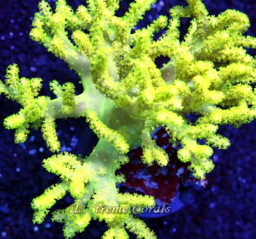Extreme Corals Sinularia Leather
