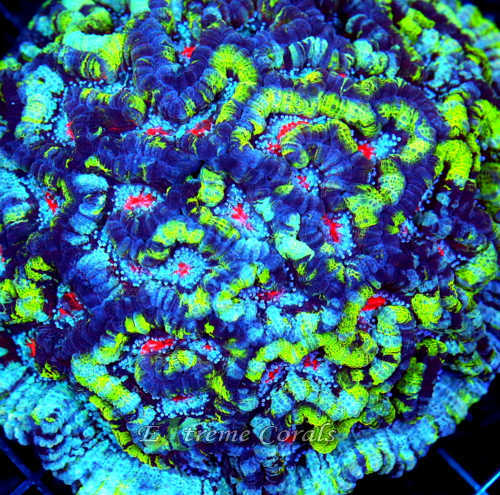 Extreme Corals Symphyllia Wilsoni