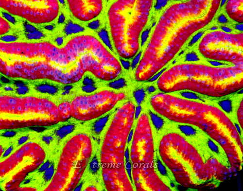 Extreme Corals Symphyllia Coral