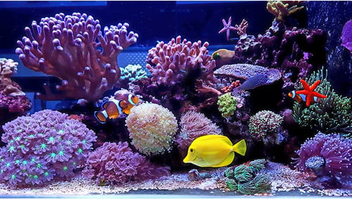 Reef Tank Photo