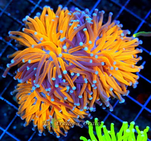 Care Requirements of Torch Coral in Home Reef Aquariums