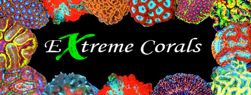 Extreme Corals News and Updates