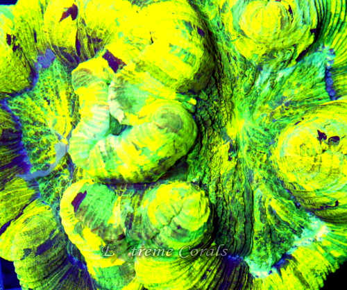 Care Requirements of Wellsophyllia in Home Reef Aquariums