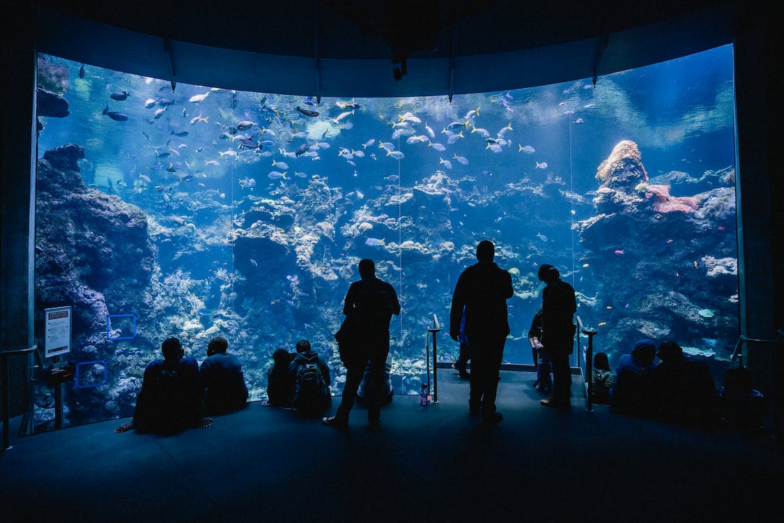 Man sitting in front of commercial aquarium 