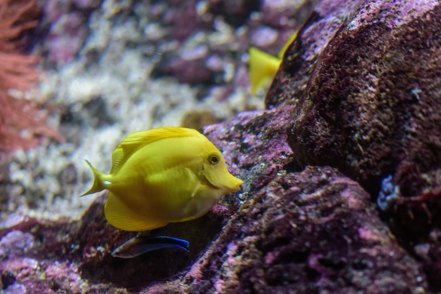 Yellow Tang