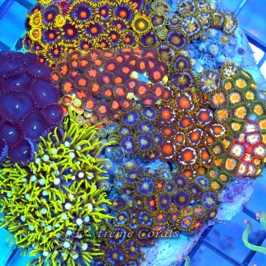 Fragged Zoanthids