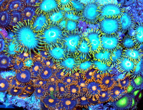 How to care for Zoanthids and Palythoas in Reef Tank