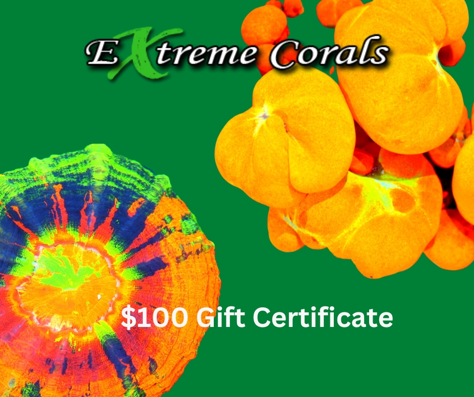 $100 Gift Certificate