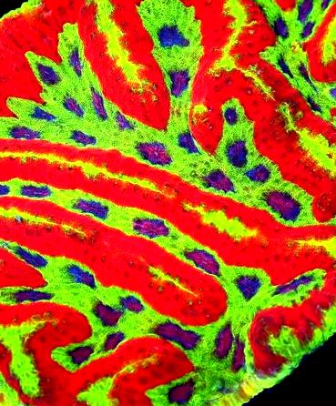 coral photo for category image