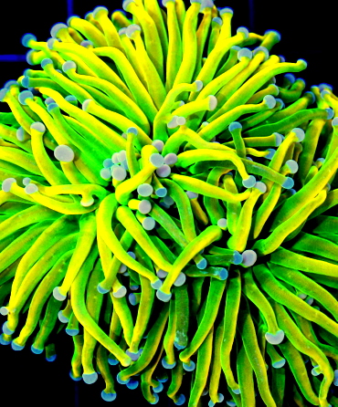 coral photo for category image
