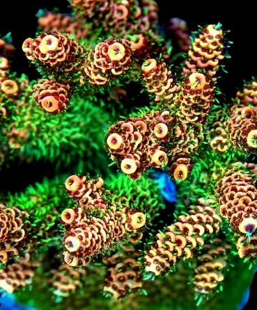coral photo for category image