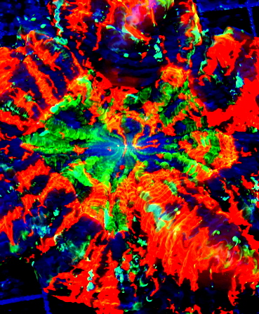 coral photo for category image