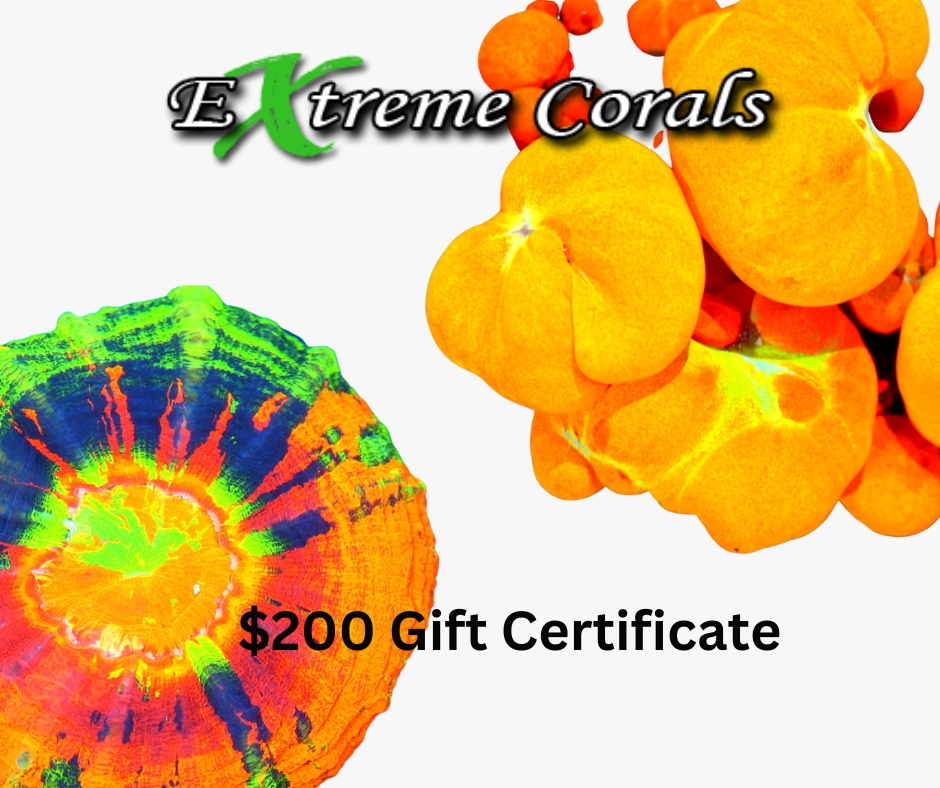 $200 Gift Certificate