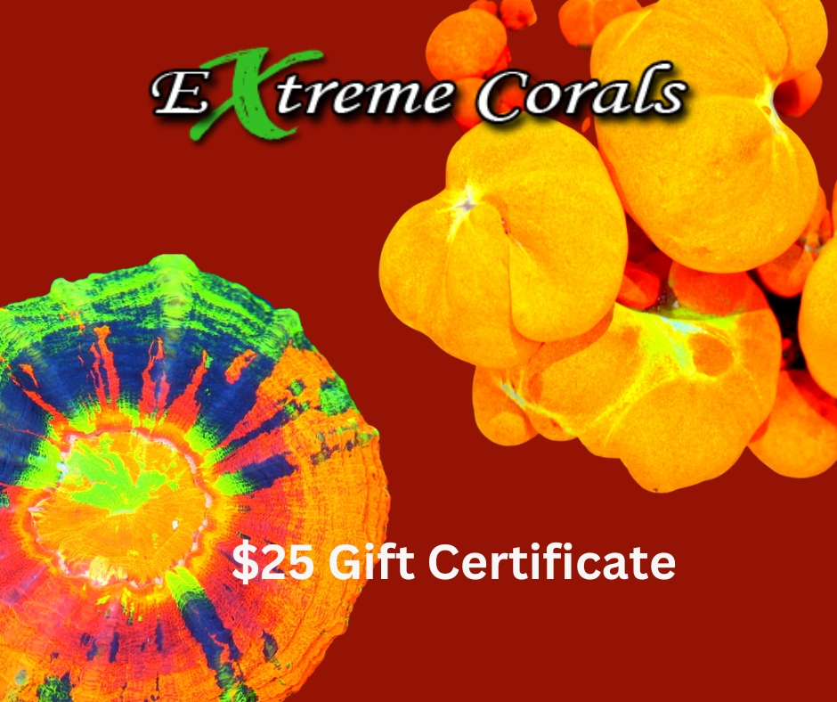 $25 Gift Certificate