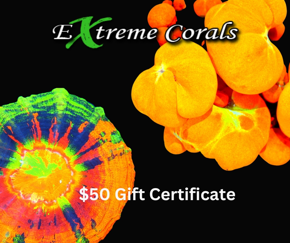 $50 Gift Certificate