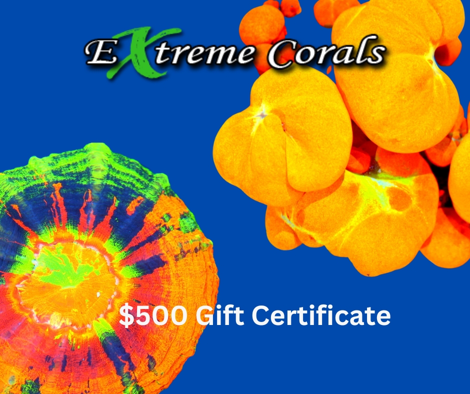 $500 Gift Certificate