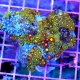 4.5x4 COMBO ZOANTHID CORAL COLONY - ULTRA GRADE ULTRA COLORED COMBO ZOANTHID ROCK