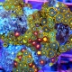 4.5x4 COMBO ZOANTHID CORAL COLONY - ULTRA GRADE ULTRA COLORED COMBO ZOANTHID ROCK