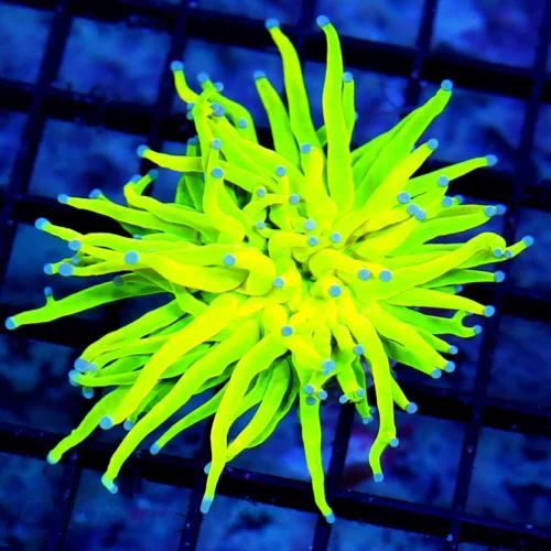 3.5X3.5 TORCH CORAL-HANDPICKED SUPER ULTRA HOLY GRAIL TORCH CORAL-COLOR IS VERY BRIGHT!!