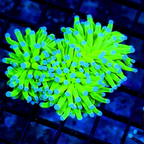 4.5X3.5 TORCH-GLOW IN THE DARK ULTRA TOXIC GREEN SUPER BLUE TIPPED SHOWPIECE COLLECTORSITEM TORCH