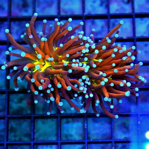 4.5X3.5 ULTRA TORCH-COLLECTORS ITEM DOUBLE HEAD NY KNICKS/TIGER TORCH-SPECTACULAR