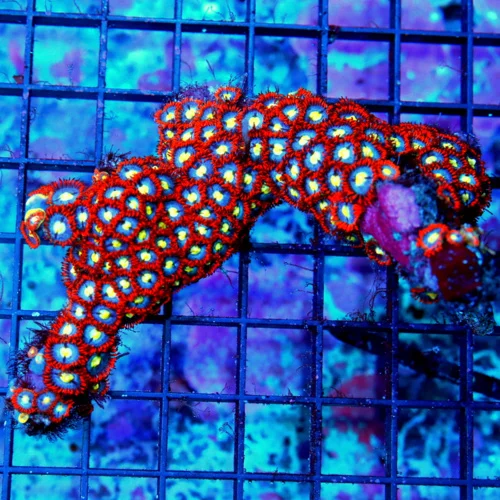 6 ULTRA ZOANTHID-INCREDIBLE BLUE EYED ULTRA ULTRA RED CRAZY COLORED ULTRA ZOANTHID