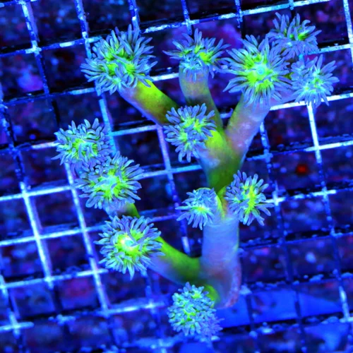 4.5X5 DUNCANSAMNIA-SUPER BLUE TENTACLED NEONGREEN STEEMED ULTRA COLORED DUNCANSAMNIA