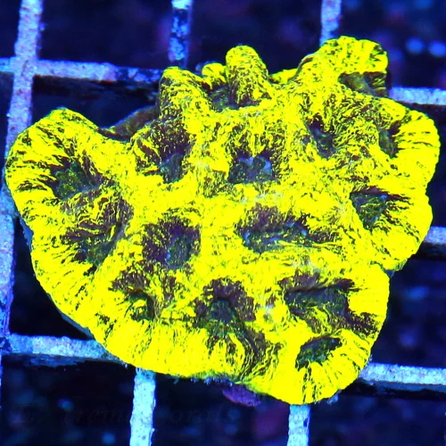 2.5 FAVIA-BAD TO THE BONE GLOW IN THE DARK MULTICOLORED YELLOW ULTRA FAVIA