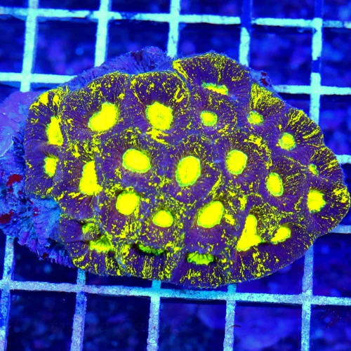 4X3 FAVIA-GLOWING YELLOW ALIEN EYED PURPLE AND MAROON ULTRA FAVIA