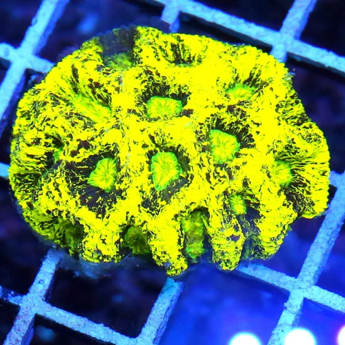 2 2.5 FAVIA-BAD TO THE BONE GLOW IN THE DARK MULTICOLORED YELLOW ULTRA FAVIA