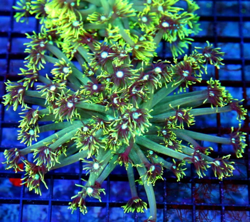 6x6 GONIOPORA CORAL - LEMON LIME GREEN BLUE JEWELED EYED GONIOPORA