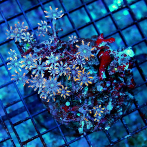 4.5X4 CLOVE POLYP-AWESOME VERY VERY HARD TO GET FIRECRACKER ORANGE STRIPED CLOVE POLYPS PERFECT