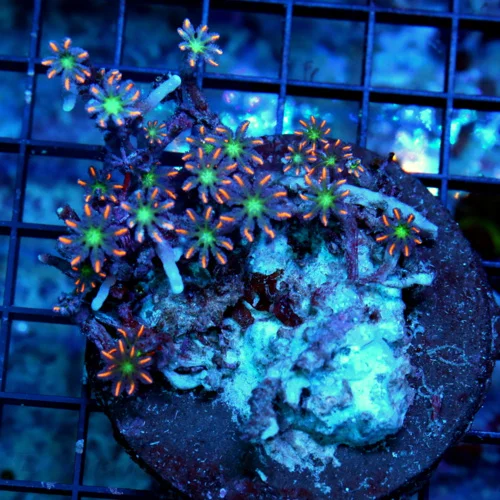 3X3 CLOVE POLYP-AWESOME VERY VERY HARD TO GET FIRECRACKER ORANGE STRIPED CLOVE POLYPS