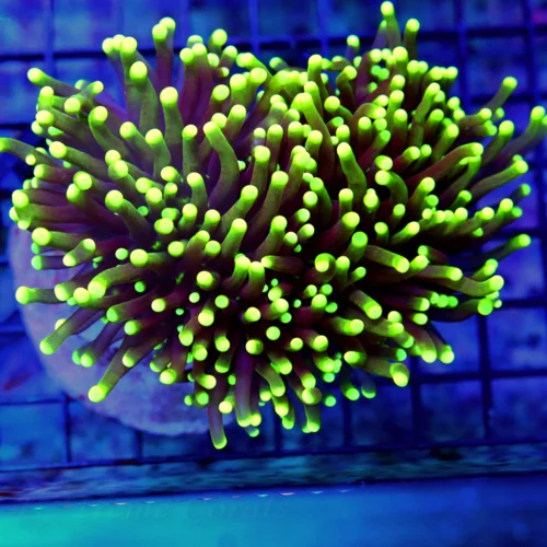 6X5  XL TORCH-SUPER NEON YELLOW TIPPED ULTRA COLORED TORCH CORAL-VERY VEYR NICE!!