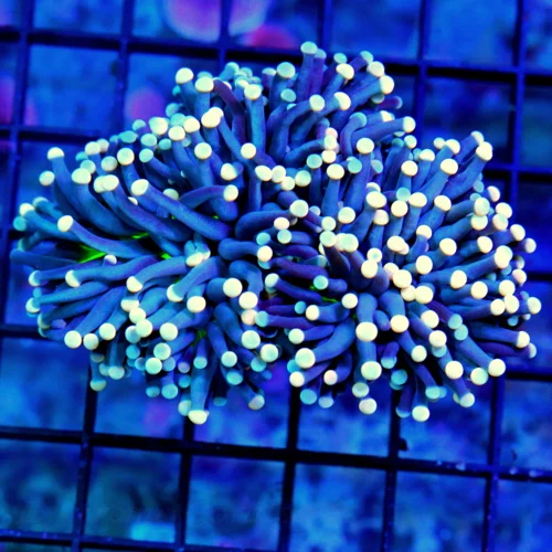 4.5X3 TORCH-ULTRA COLORED GREEN CENTERED PURPLE TENTACLED PINK TIPPED JOKER TORCH