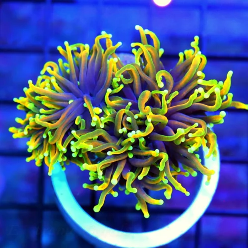 3.5X3.5 TORCH-SUPER COLORED MULTIHEADED HELLFIRE COLLECTOR TORCH-AWESOME