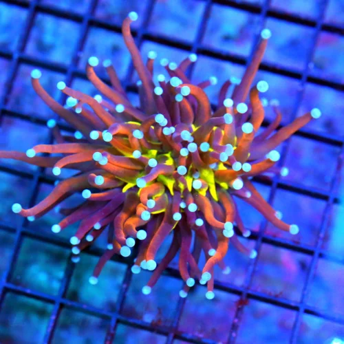 3.5X3.5 ULTRA TORCH-COLLECTORS ITEM DOUBLE HEAD NY KNICKS/TIGER TORCH-SPECTACULAR