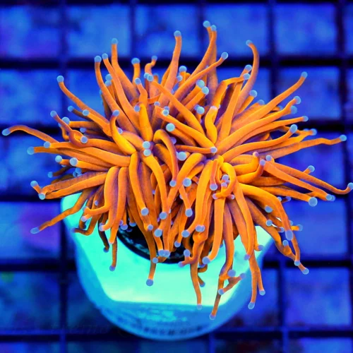 3 TORCH SUPER SUPER RADIOACTIVE ORANGE ULTRA GRADE COLLECTOR TORCH