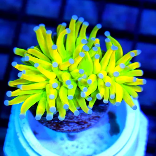 3 ULTRA TORCH-OUT OF THIS WORLD COLOR EXTREMELY BRIGHT HOLY GRAIL TORCH