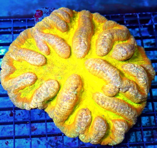 8x8 LOBOPHYLLIA-SCOTT'S HANDPICKED SHOWPIECE-THIS IS A EPIC SPECIMEN-HAVE NOT SEEN ONE LIKE THIS BEF