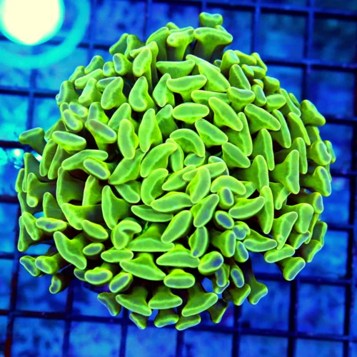 4X4 HAMMER-SUPER SUPER MULTICOLORED GREEN ULTRA COLORED AUSSIE BRANCHING HAMMER