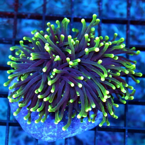4.5X4 TORCH CORAL-SUPER GREENYELLOW TIPPED ULTRA PURPLE PERFECT TORCH CORAL!!
