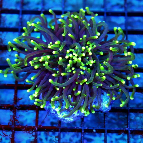4.5X4 TORCH CORAL-SUPER GREENYELLOW TIPPED ULTRA PURPLE PERFECT TORCH CORAL!!