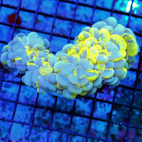 5X3.5 BUBBLE CORAL-INCREDIBLE NEON BLUE AND YELLOW SHOWPIECE SPLATTER BUBBLE COLLECTORS ITEM