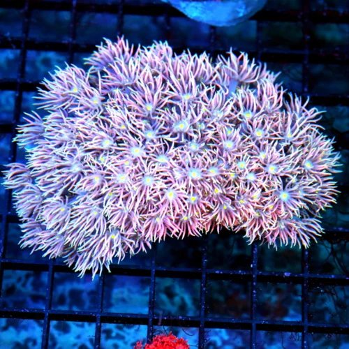 5X4.5 XL GONIOPORA-INSANE ULTRA PINK VERY VERY RARE COLORED SHOWPIECE INDO GONIOPORA-AWESOME!