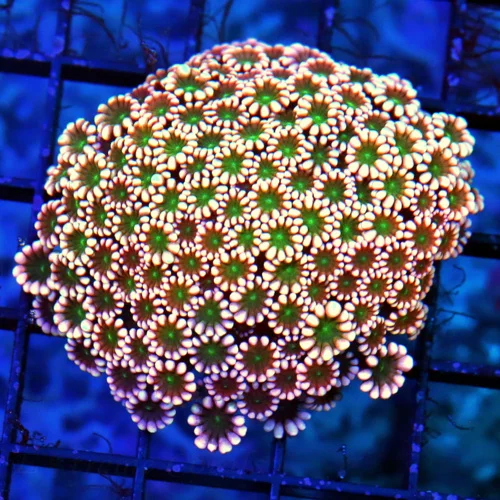 3X3 JEWEL EYED GONIOPORA-HANDPICKED BY SCOTT ULTRA COLORED WESTERN AUSSIE GONIOPORA-INCREDIBLE COLOR