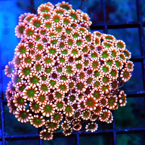 3X3 JEWEL EYED GONIOPORA-HANDPICKED BY SCOTT ULTRA COLORED WESTERN AUSSIE GONIOPORA-INCREDIBLE COLOR