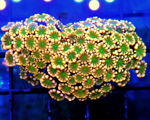 3.5" JEWEL EYED GONIOPORA-HANDPICKED BY SCOTT ULTRA COLORED WESTERN AUSSIE GONIOPORA-INCREDIBLE COLO