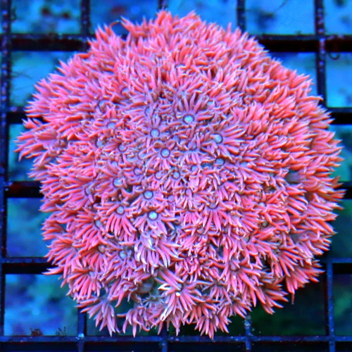 3.5X3 GONIOPORA-ULTRA COLORED RED AND BLUE SPLATTER ULTRA COLORED GONIOPORA-AWESOME!!!