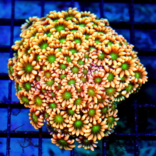 4.5X4 JEWEL EYED GONIOPORA-HANDPICKED BY SCOTT ULTRA COLORED WESTERN AUSSIE GONIOPORA-INCREDIBLE COL